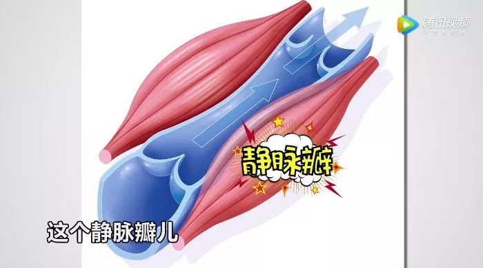 静脉瓣